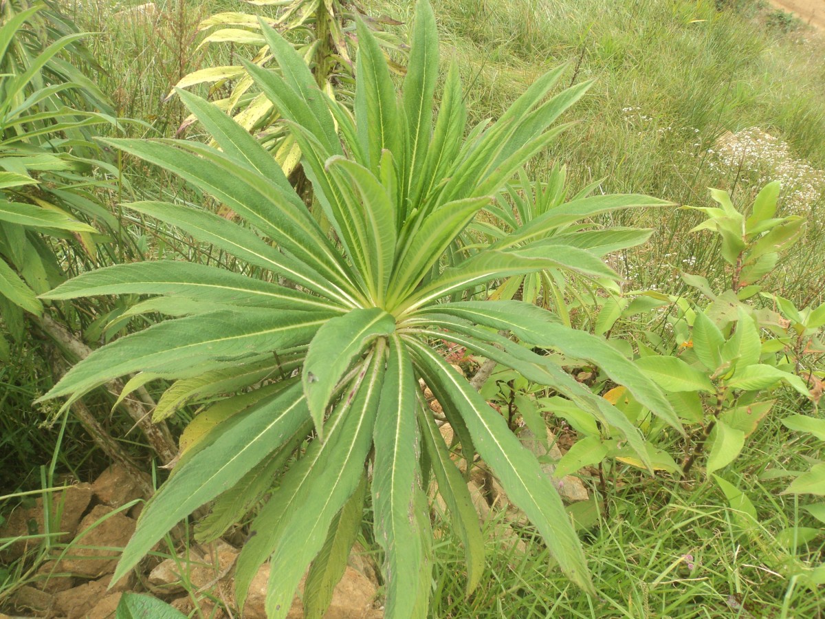 Lobelia leschenaultiana (C.Presl) Skottsb.